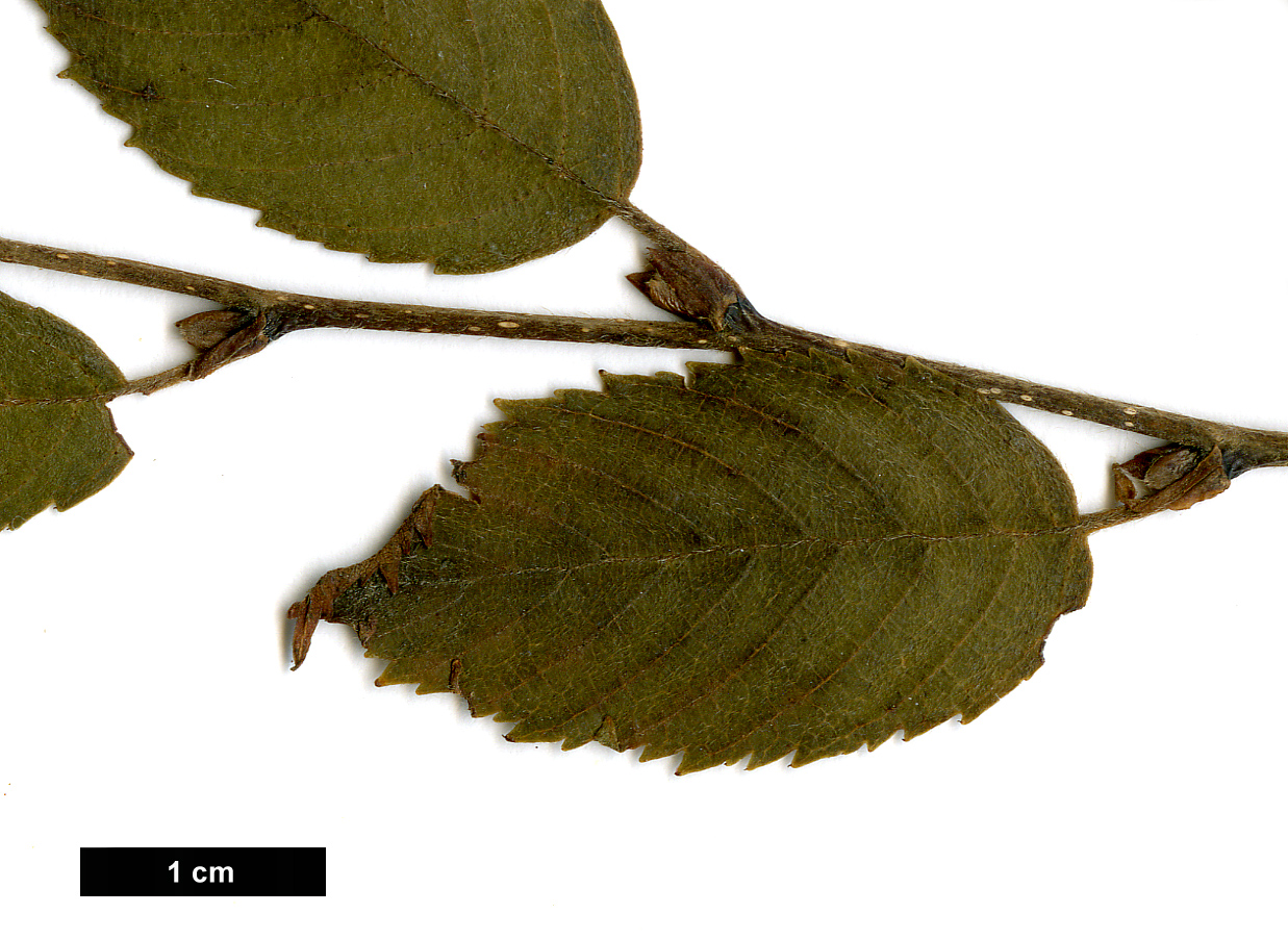 High resolution image: Family: Betulaceae - Genus: Betula - Taxon: fargesii 